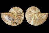 4.2" Cut & Polished Agatized Ammonite Fossil (Pair)- Jurassic - #131724-1
